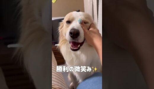 5歳児並みの知能の犬が考えた飼い主を独占する方法が凄すぎた...【ボーダーコリー】#shots