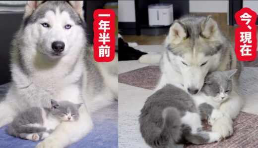 ハスキー犬に育てられた子猫は1年半後にこうなりました