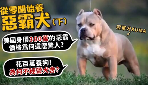 【從零開始養】惡霸犬(下)犬舍秘辛!美國300萬的惡霸!價格為何驚人?花百萬養狗!為何不經營犬舍?狗狗走秀的真正目的?【許伯簡芝】美國惡霸犬!American bully pitbull