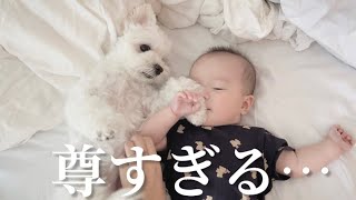 ついに赤ちゃんに心を許して添い寝した兄犬の姿が尊すぎたので見て…【マルプー×生後5ヶ月】