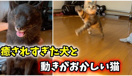 【大事なお知らせ】犬と猫と自宅療養。隔離生活中の癒しかた