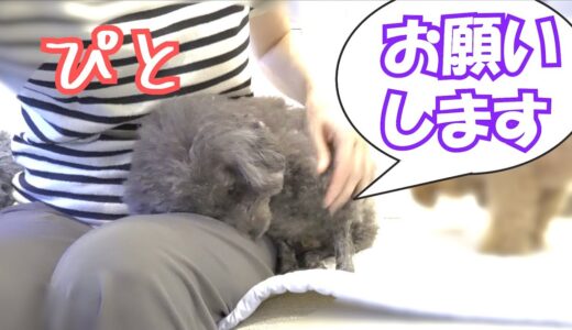 自らブラッシングされにくる犬