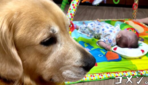 遊んであげてたのに、気付いたら自分が夢中になってしまった犬がこちらです。