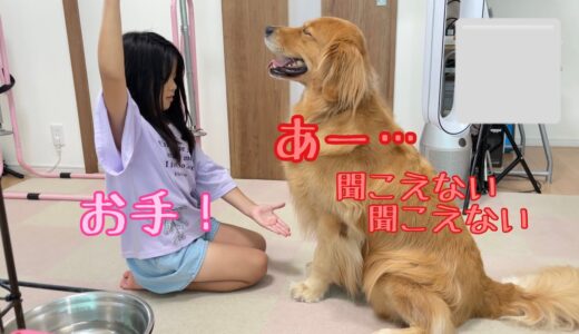 声が聞こえないフリが上手くなってきた大型犬クッキー【ゴールデンレトリバーとミニチュアダックスフンド】