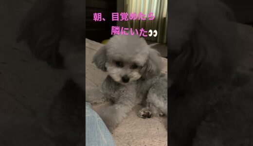 小さい犬の忠犬ぶりがこちらです