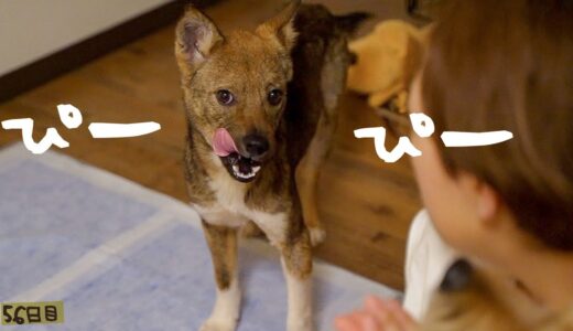 姉犬のおもちゃが欲しくて羨ましくてぴーぴー鳴いてしまった日