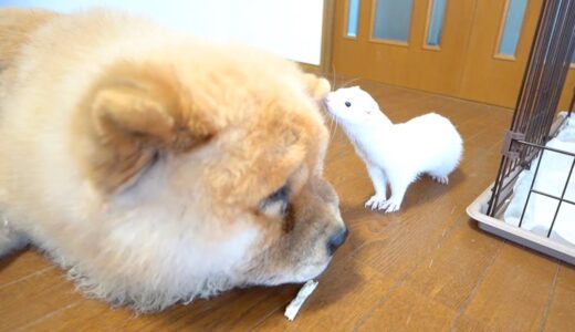 大型犬とフェレットを遊ばせるとこうなります