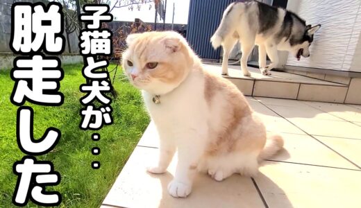 子猫とハスキー犬達が脱走しました…