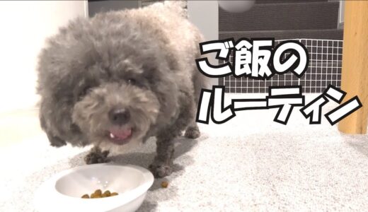 食べる楽しみを自分で作る犬【毎回必ずコレをします】