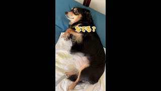 世界一分かりやすい撫でられ待ちをする犬