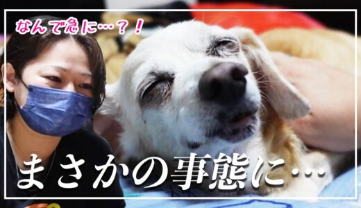 【ご報告😢】愛犬クイーンについて…大切なお話があります。【犬を飼うということ | 病気 | 超音波検査 | 老犬 | 寿命】