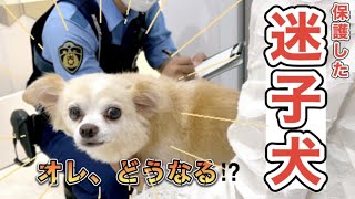 【迷子犬】まさかマイクロチップが…【保護犬】