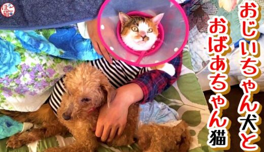 【子犬　保護犬　子猫】おじいちゃん犬とおばあちゃん猫