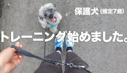 引っ張り癖がある保護犬、初めてトレーニングしてみたら・・・