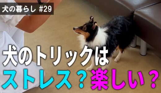 【犬の暮らし # 29】犬のトリックはストレス？楽しい？