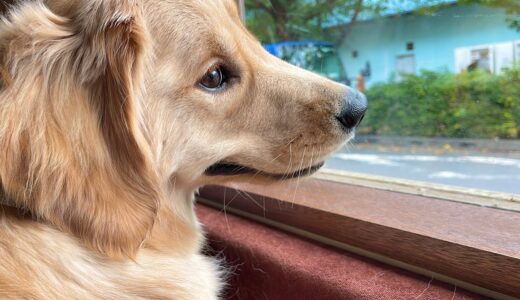 看板犬より看板犬の役目を担おうとするゴールデンレトリバーが可愛い