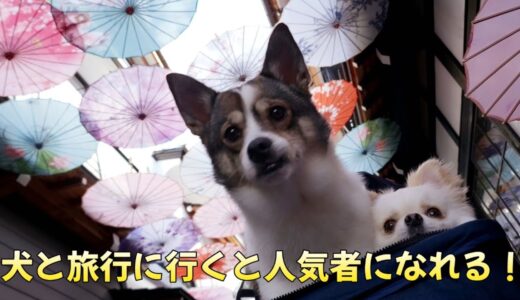 【保護犬】もみじの夏休み【子犬】どこに行っても人気者のこてもみ！旅行後編