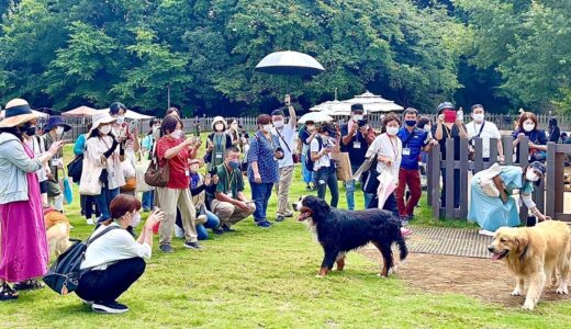 飼い主を亡くした老犬バーニーズが70歳でアイドルに【モフ会2022】