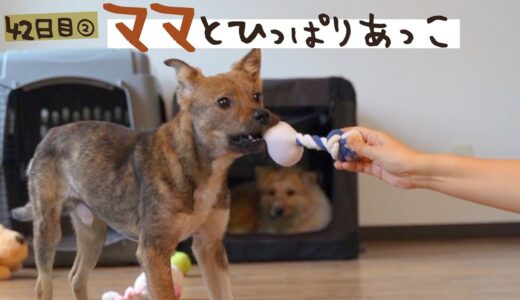 牧場に捨てられてた犬との生活42日目②ママと引っ張って遊べるなんて！