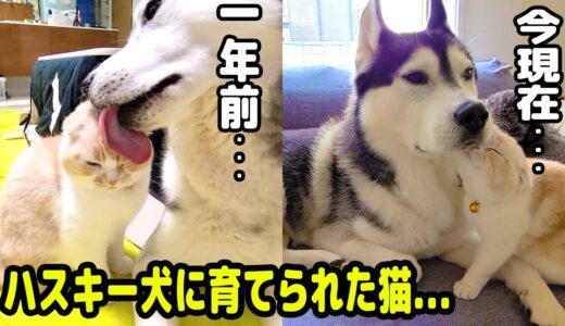 ハスキー犬に育てられた子猫は1年後にこうなりました...