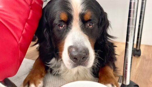 飼い主を亡くした老犬バーニーズが水を飲まなくなって三日目