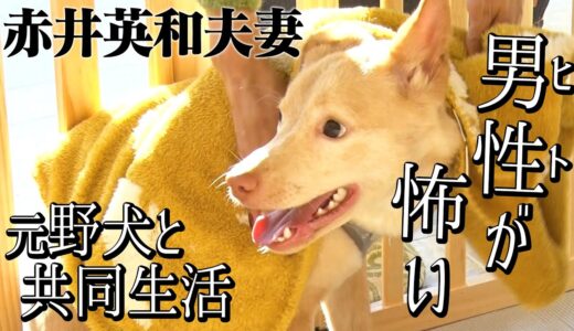 【保護犬】元野犬カマロが男性を怖がる理由とは！？【赤井英和夫婦と元野犬が共同生活】