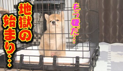 迎えたばかりの、子犬と先住犬が唸り合う・・・不安な日々の始まり