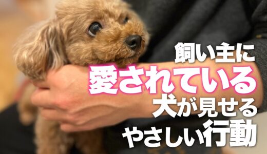 愛されている犬が見せる行動　優しさや感謝を伝える犬の仕草