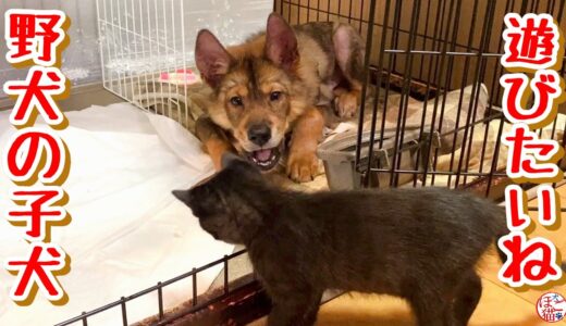 【子犬　保護犬　子猫】野犬の子犬　遊びたいよね