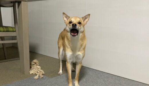 お散歩練習に行ったママと同居犬がなかなか戻ってこず寂しくて泣き続けるはーちゃん