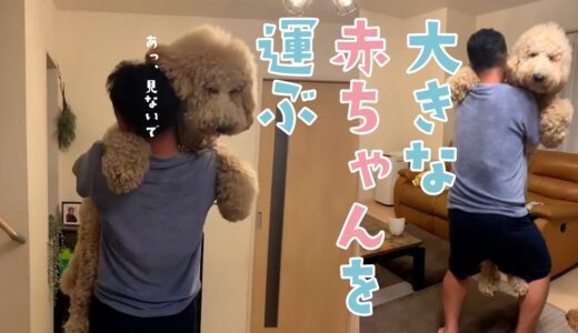 おおきなもっふもふを二階に運ぶ｜PECO