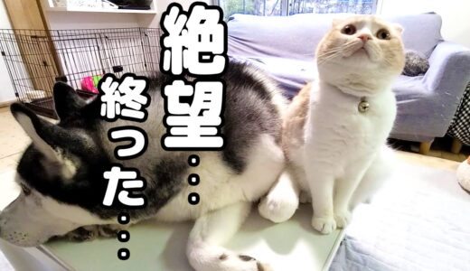 突然カミナリが聞こえ絶望する猫とハスキー犬がこちら...