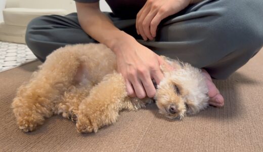 【気象病】台風接近で何も食べなくなった犬がまさかの展開に...