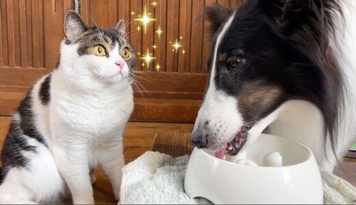 病院だと思って凹んでいたら、憧れの犬と再会できた息子猫！