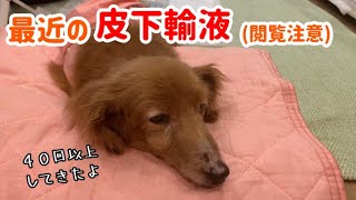 【老犬】※閲覧注意※４０回以上してきた最近の皮下輸液の様子【ダックスフンド】