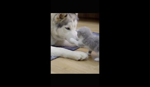 初めて可愛すぎた子猫に会って溶けちゃったハスキー犬の表情がこちらです。