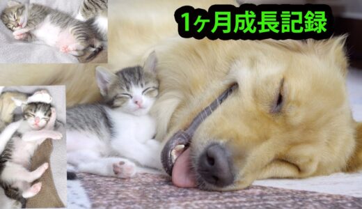 優しい大型犬ばかりいる環境に生まれた子猫が1月後にこうなった