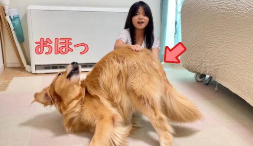 犬を一瞬でダメにするツボを押してみた！【ゴールデンレトリバーとミニチュアダックスフンド】