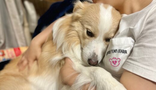 寂しくて飼い主から離れようとしない犬【ボーダーコリー】