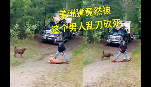 美洲狮袭击家犬，结果被男人乱刀砍死，场面不忍直视