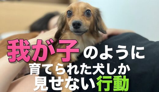 我が子のように育てられた犬だけがこの行動をします。