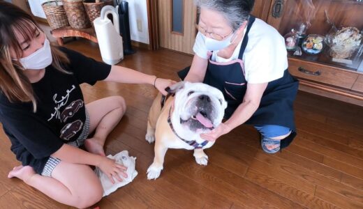 【広島帰省】ママの実家で兄犬制御不能に陥る…