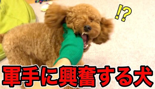 軍手にとんでもなく興奮する犬。