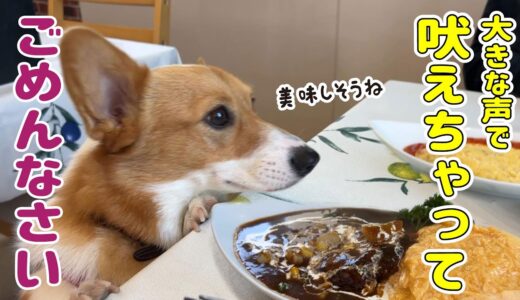 お転婆犬のドッグカフェデビュー！お利口さんにできる...？