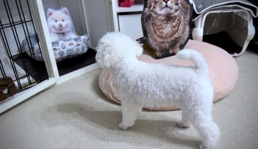 犬猫まみれの部屋に入った犬の反応がヤバすぎた、、、【トイプードル】【犬対紙猫】