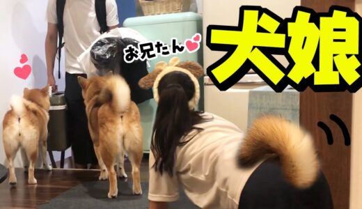 犬娘と柴犬姉妹が兄ちゃんをお出迎え