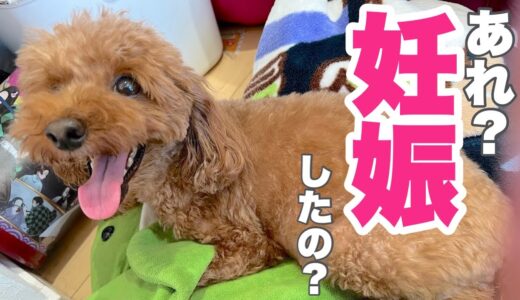 【注意※犬の交配映像あり】犬妊娠しました‼妊娠の理由は？子犬頭数初公開/トイプードルブリーダー