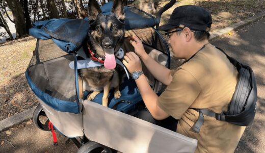 初めて大型犬用のカートに乗ったら、散歩が快適すぎましたｗ【ジャーマンシェパード】