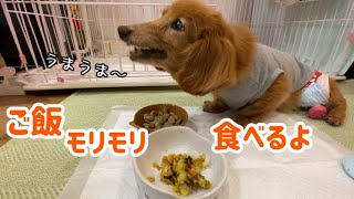 【老犬】ご飯モリモリ食べながら、最近の様子のお話【ダックスフンド】