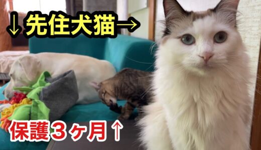 保護して３ヶ月の猫は幸せです、先住犬猫がいる環境